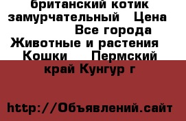 британский котик замурчательный › Цена ­ 12 000 - Все города Животные и растения » Кошки   . Пермский край,Кунгур г.